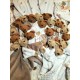 Doudou Ours